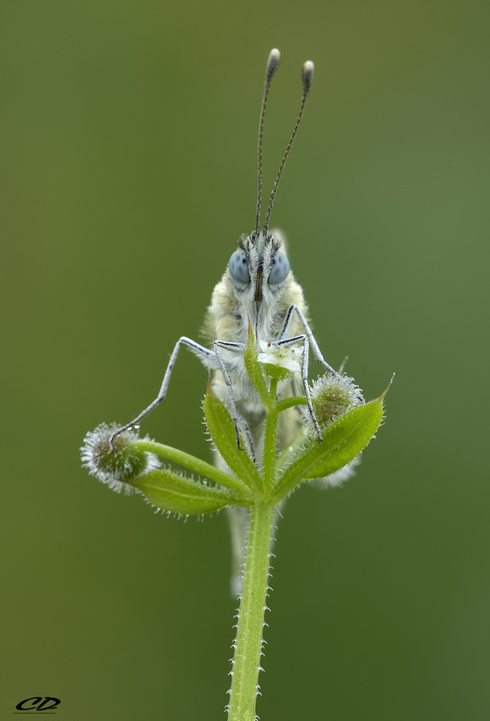 a muso duro..(Pontia Edusa)
