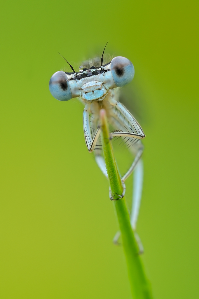 Sguardo (Platycnemis pennipes)