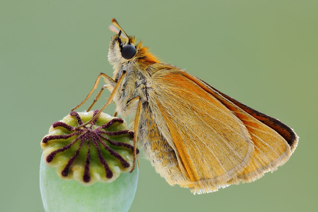 Thymelicus sylvestris