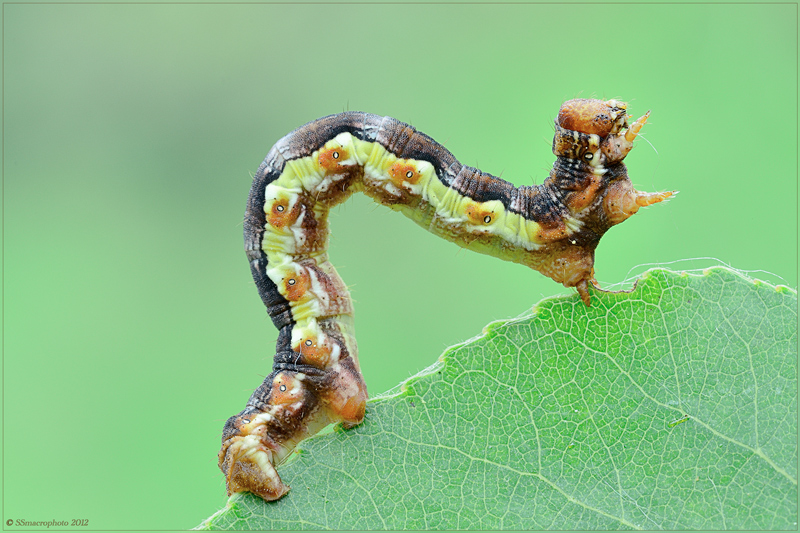 Erannis defoliaria (Clerck, 1759) Lepidoptera Geometridae
