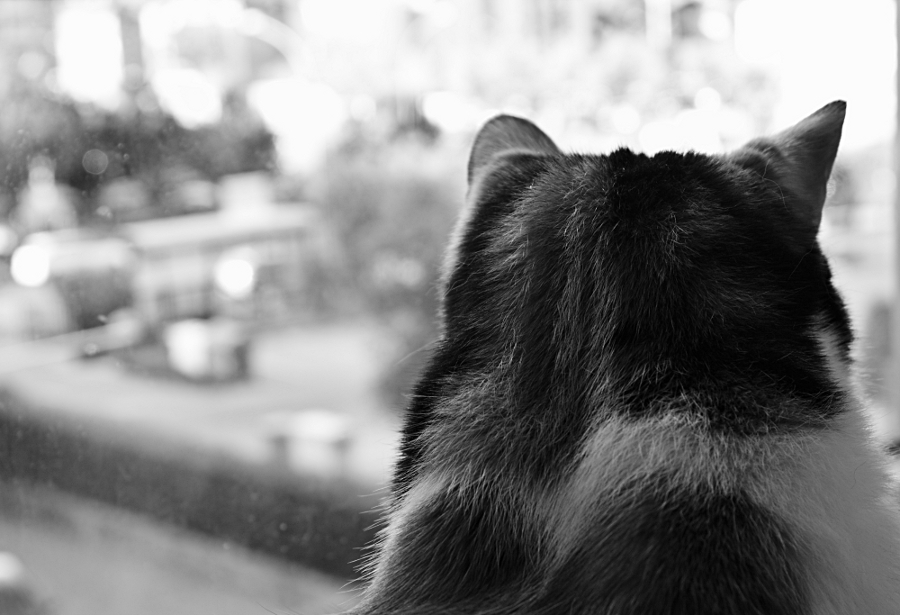 Pensando alla libert�