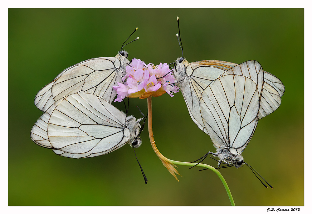 Aporie in accoppiamento