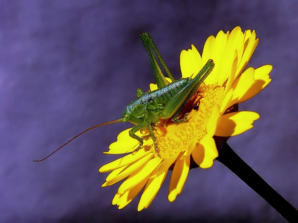 ***** Unicorno *****