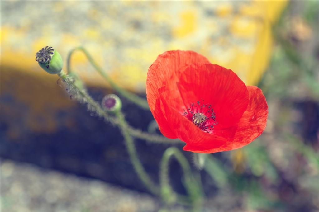 papavero nel cemento