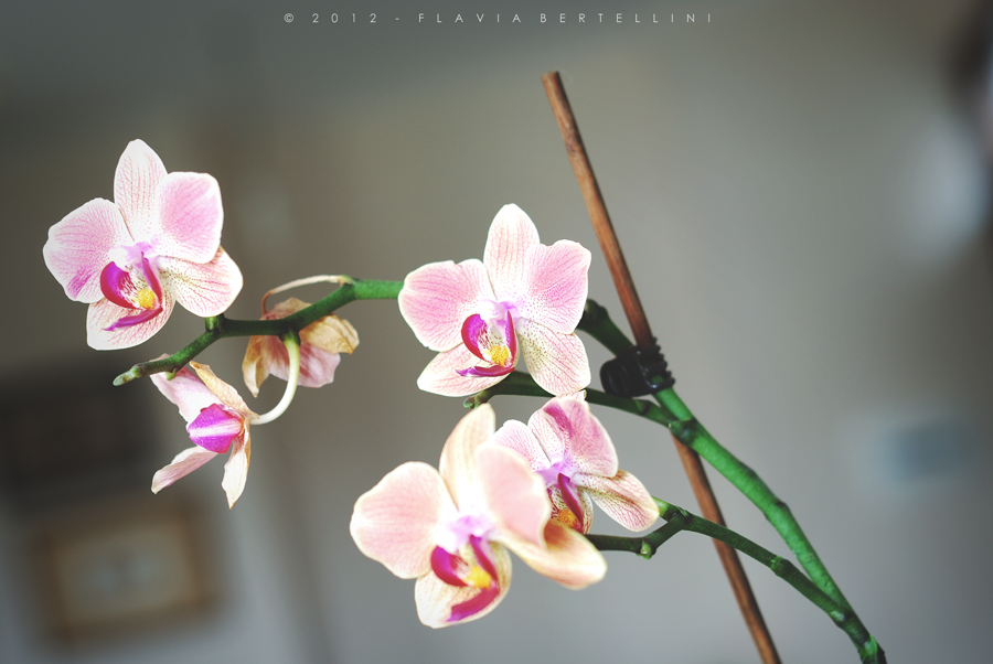 Orchidea