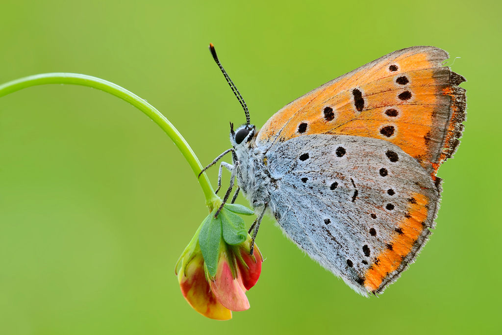 C'� chi sale e chi scende...