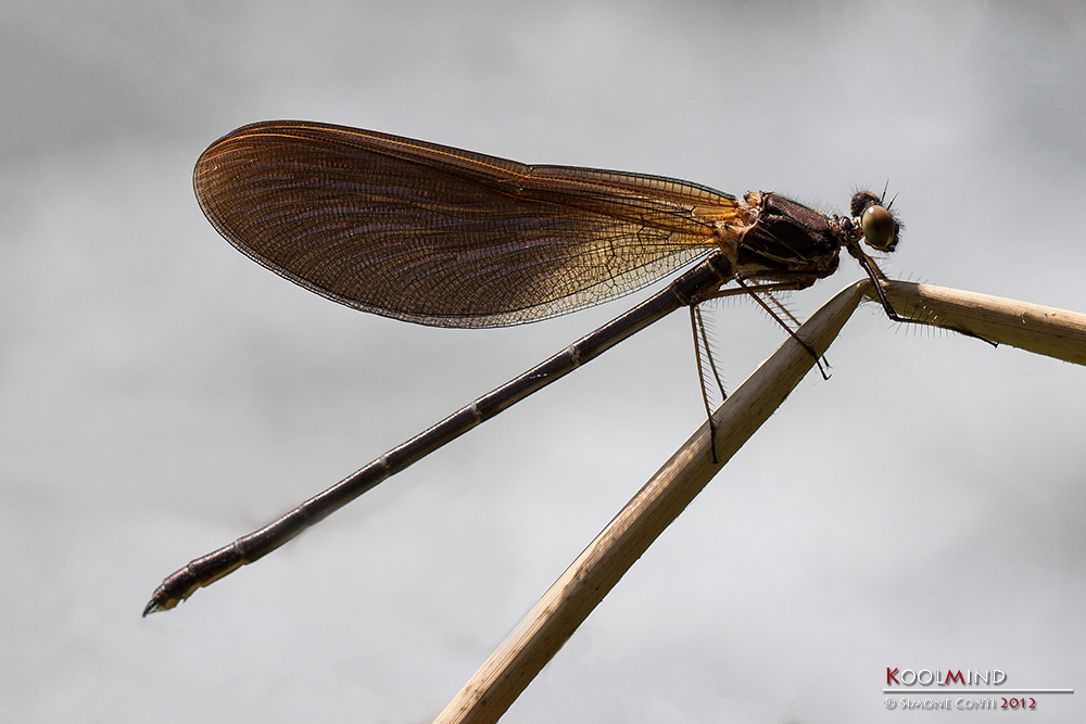 Calopteryx Haemorroidalis F