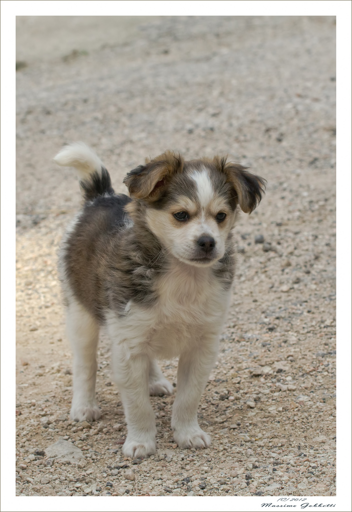 Tenero Cucciolo: Birillo