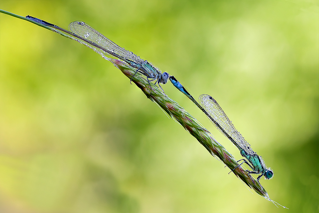 una bella accoppiata,,,