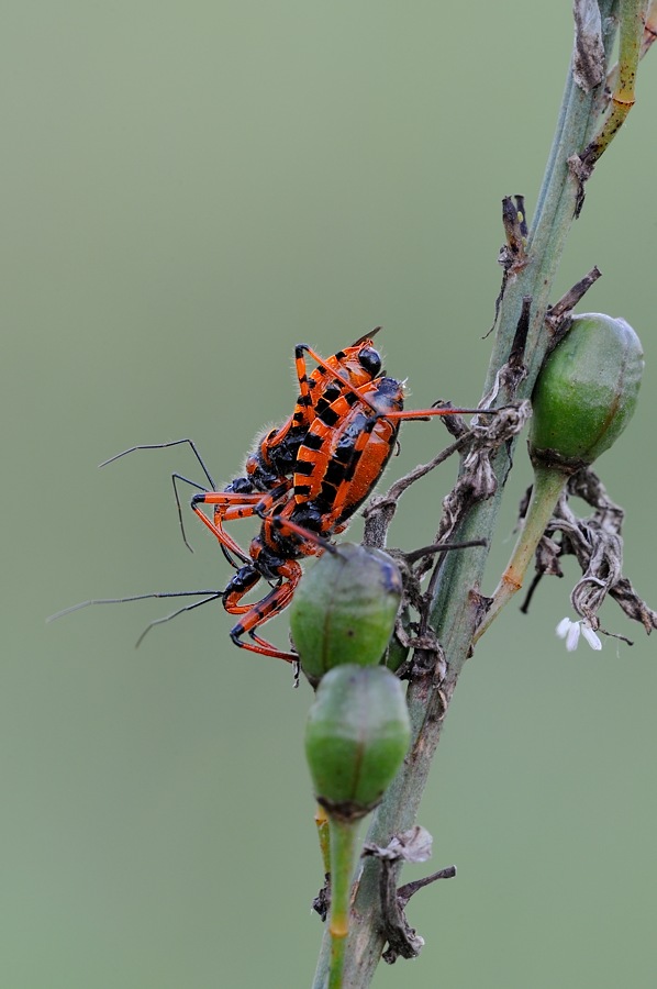 Rhinocoris Iracundus