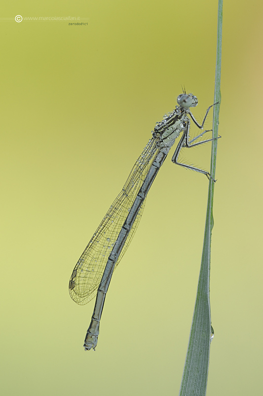 Platycnemis pennipes. (Pallas, 1771)