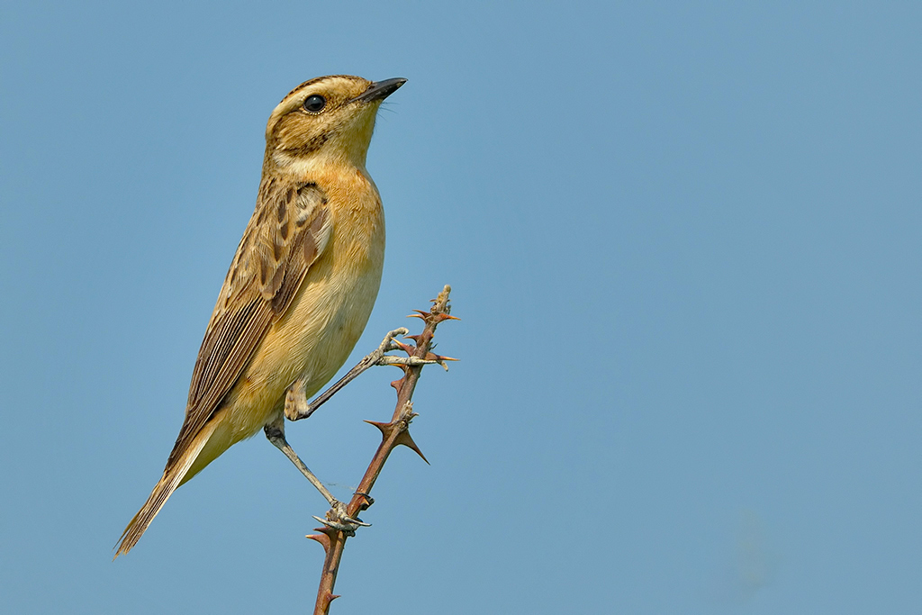 Stiaccino Saxicola rubetra