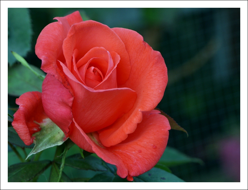 una rosa... poi basta
