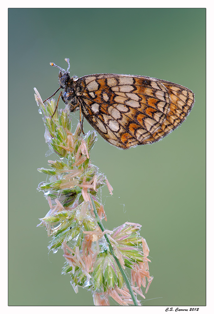 Melitaea athalia
