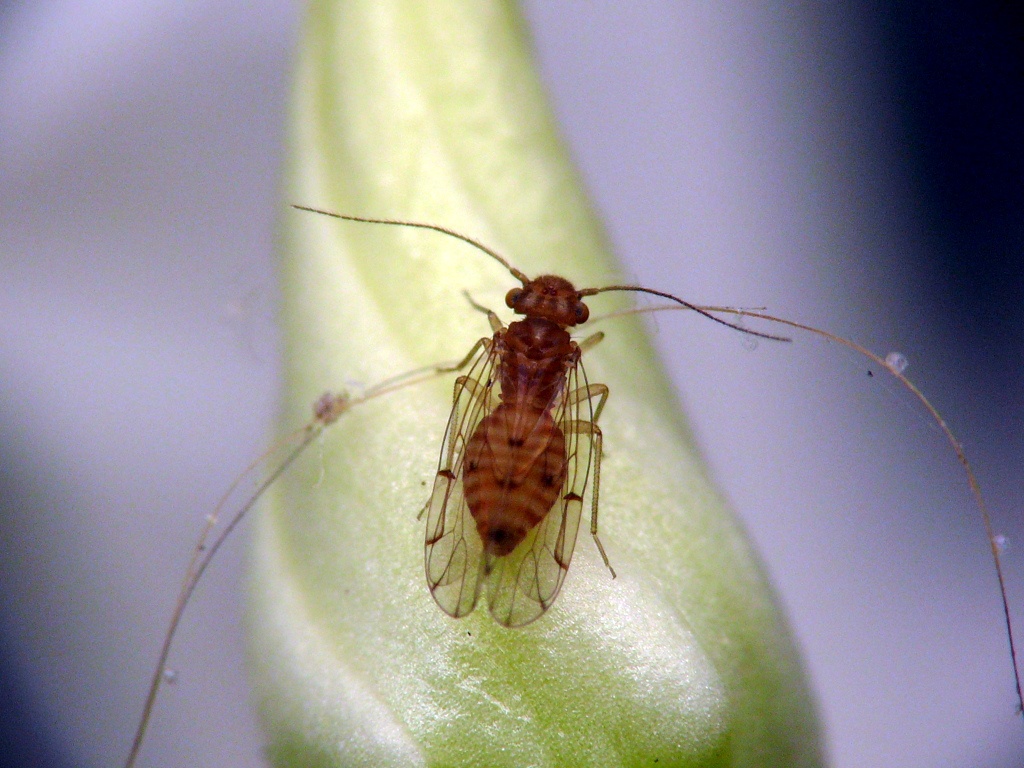 Che imenottero e' ?!