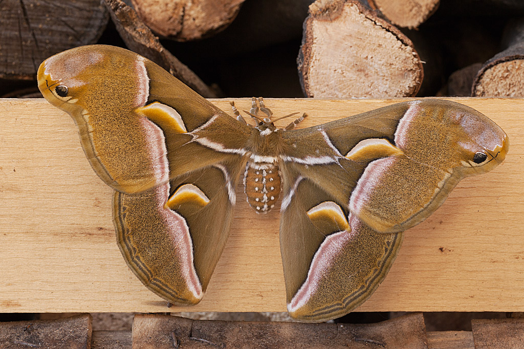 Bombice dell'ailanto