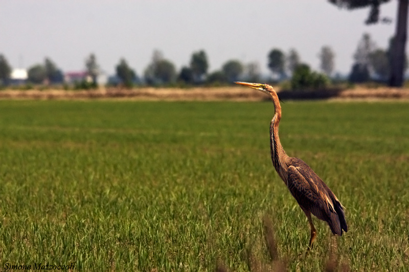 Airone rosso - Ardea purpurea