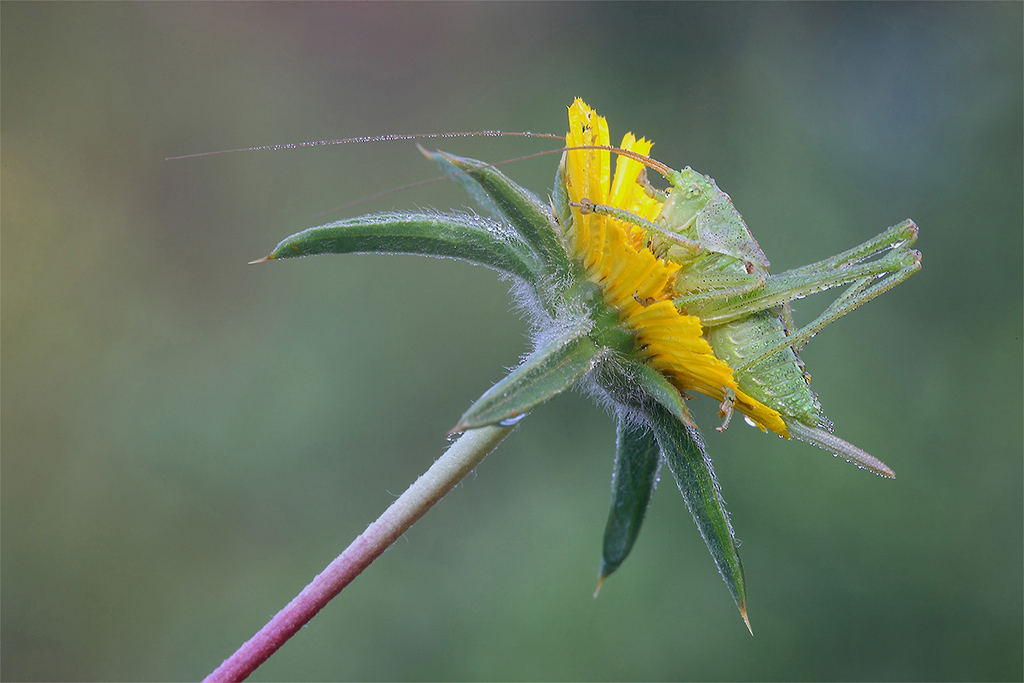 Visto Di Profilo...!!!