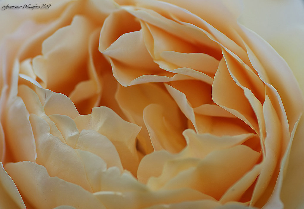 Cento petali di borbidezza