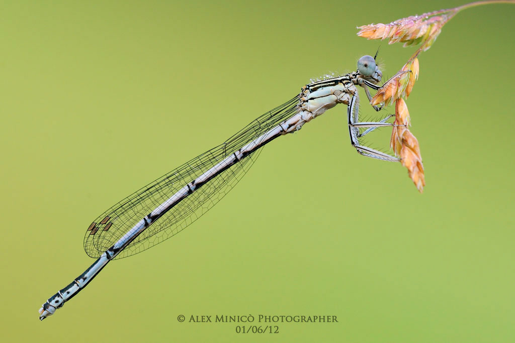 Platycnemis pennipes