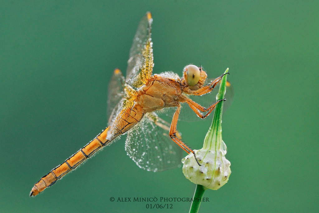 Orthetrum coerulescens
