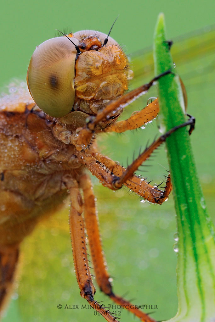 Orthetrum coerulescens