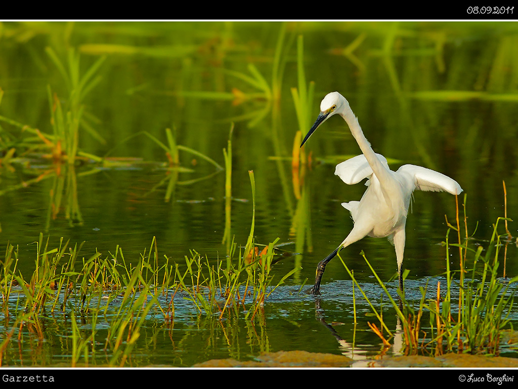 Garzetta # 6