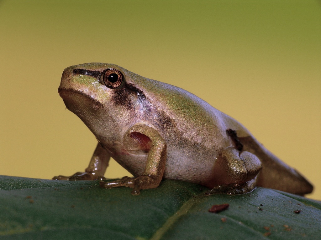 GIRINO CHE STA DIVENTANDO RANA