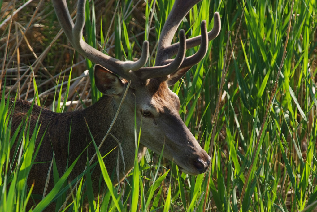 Strano incontro nel canneto