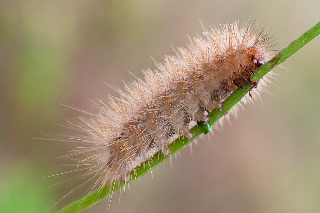 e questa � la posa intera del simpatico "bruchetto peloso"