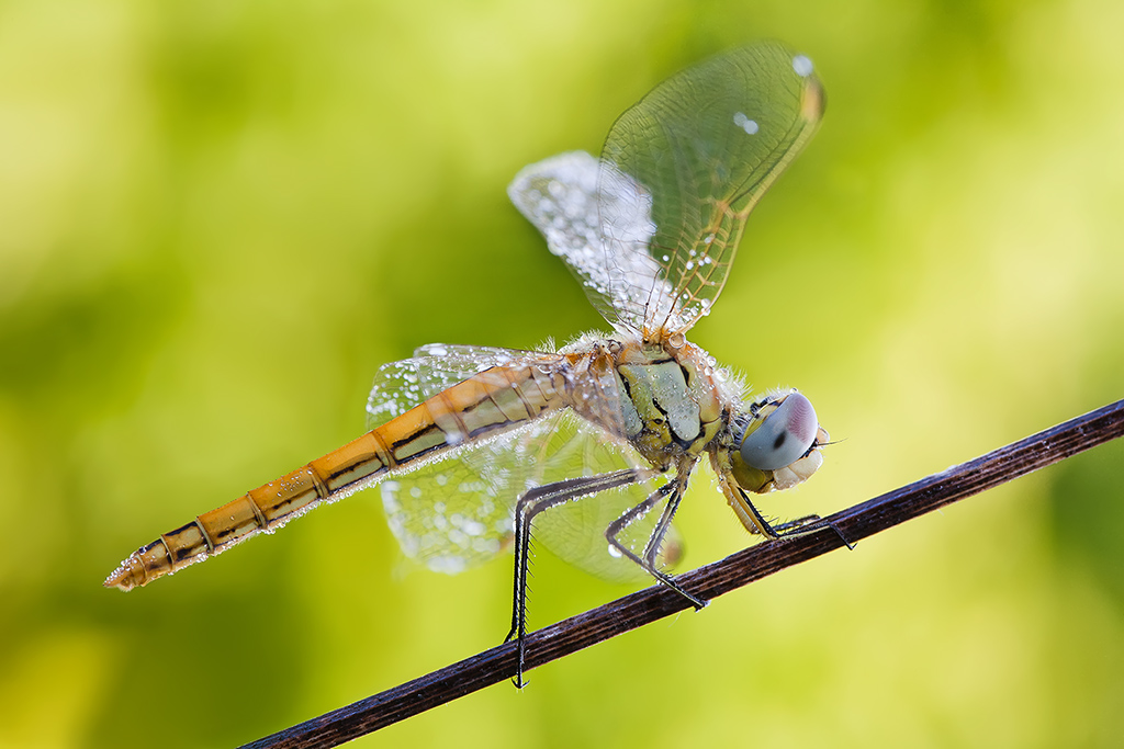 Sympetrum fonscolombii