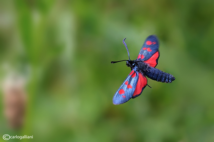 La farfalla che vola