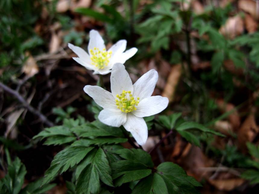 Fiorellino bianco..macro