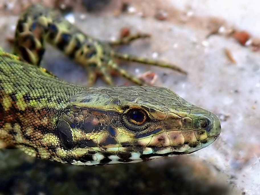 ***** Lucertolando *****