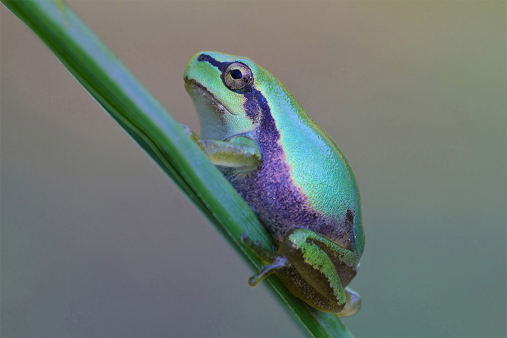 Anche Di Profilo...!!!