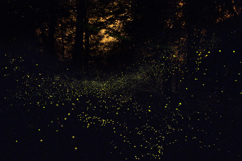 Galassia di lucciole