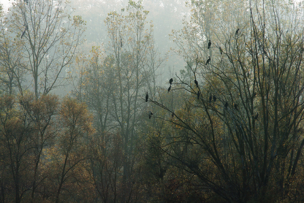 Cormorani sugli alberi