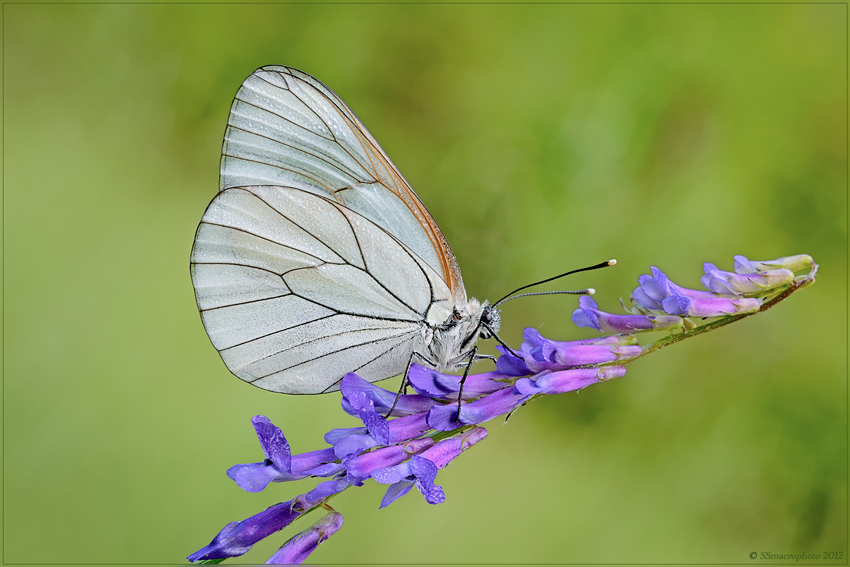 la farfalla del biancospino