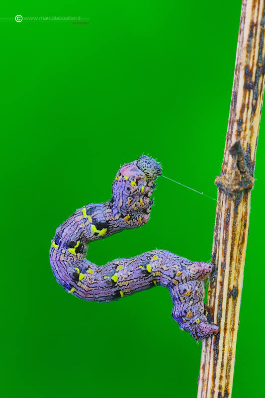 Lycia hirtaria (Clerck, 1759)