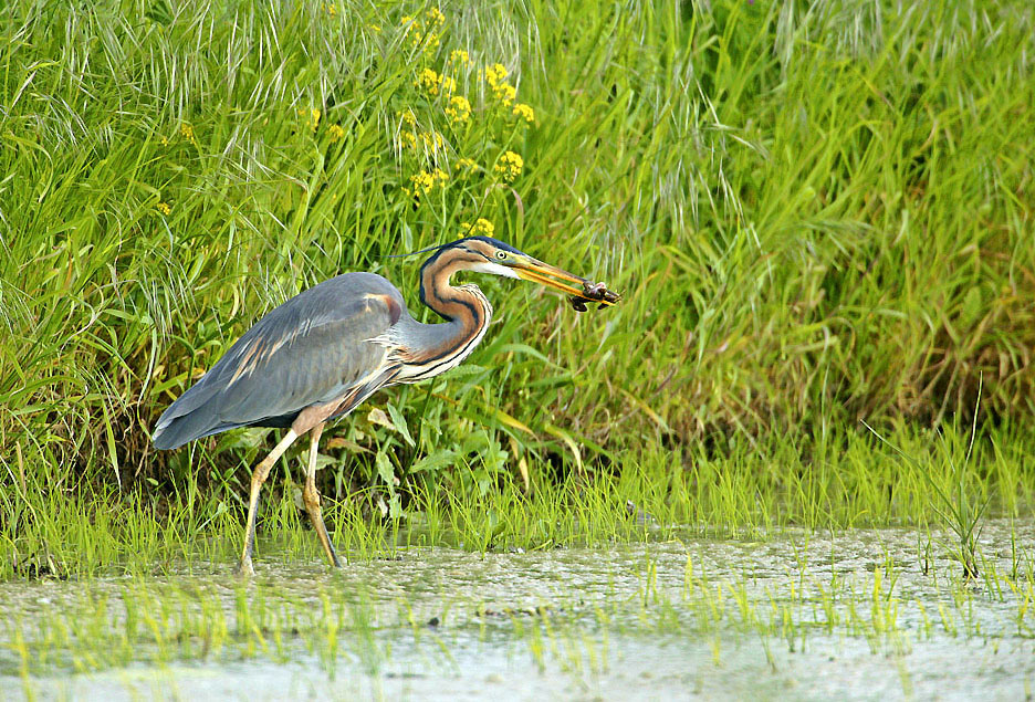 Il cacciatore di successo