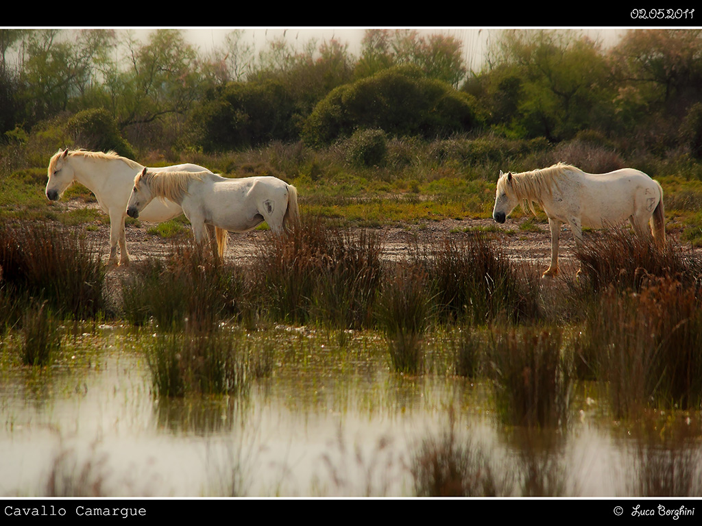 Camargue # 49