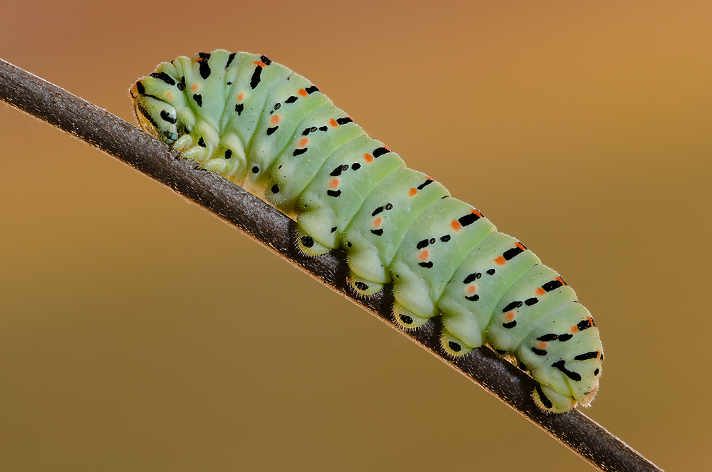 Prima di diventare crisalide...