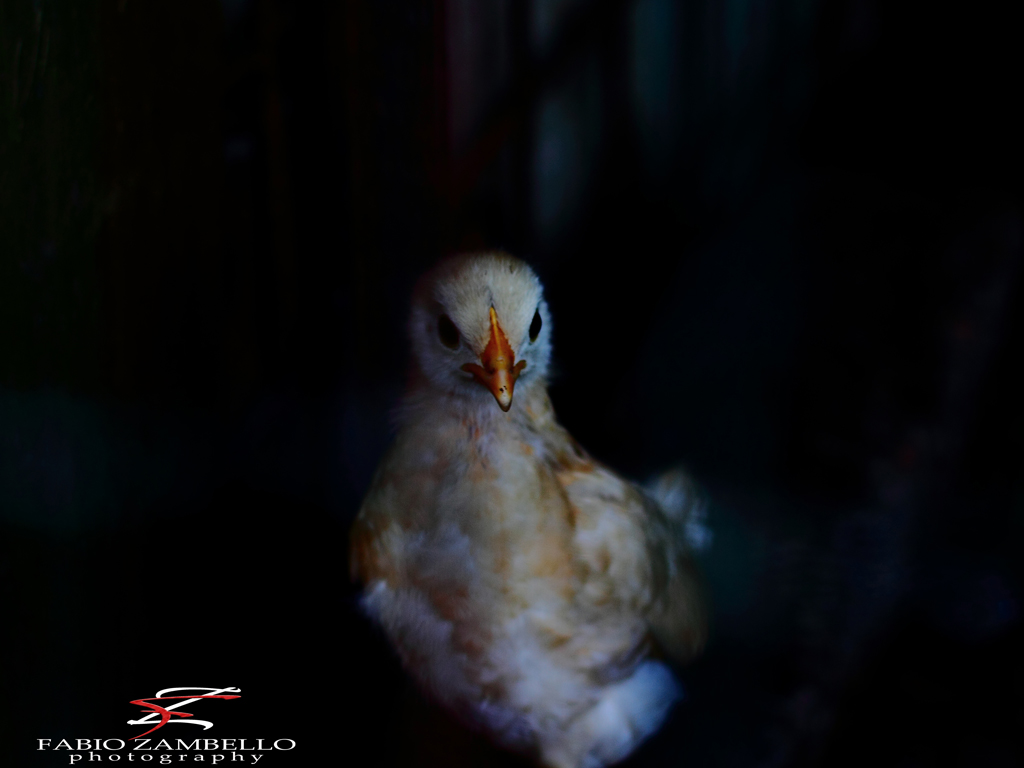 Mi stai fissando per caso ?