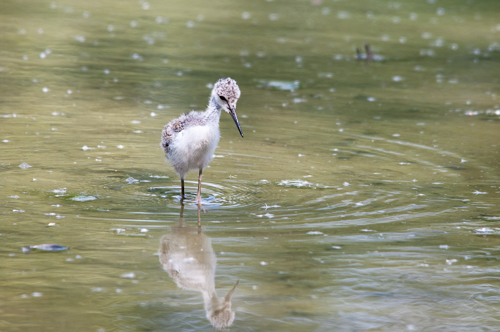 Pulcino di Calvaliere d'Italia #1