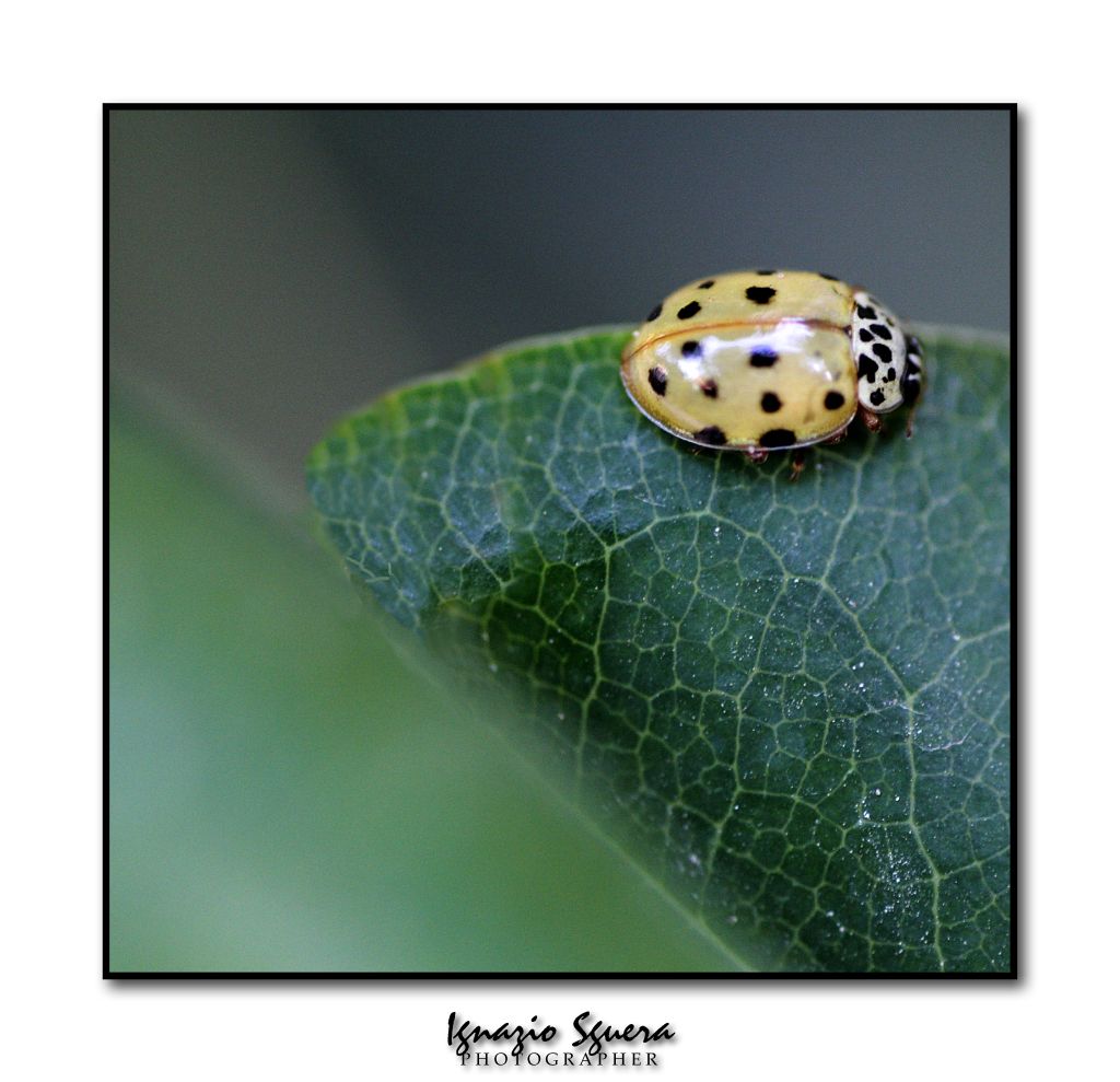 Coccinella