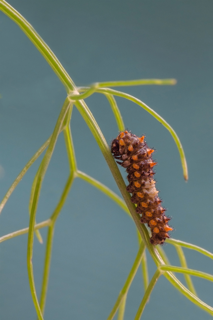Macaone...da piccolo