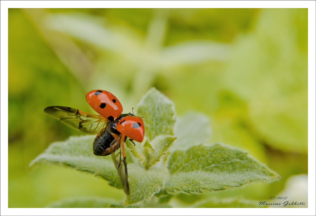 coccinella mia, dove te ne voli via ?