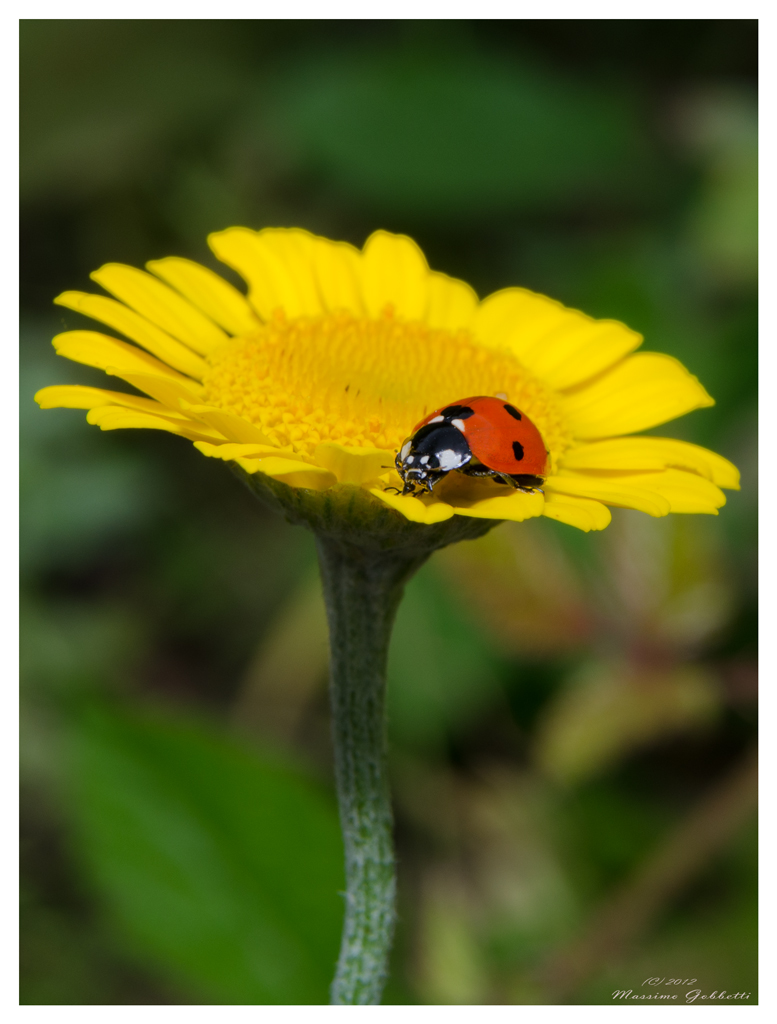 coccinella bella che fai?... ti godi la tintarella??