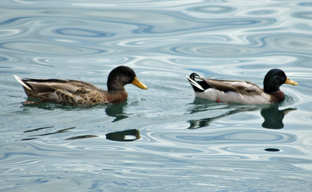 Papere nel Lago di Garda