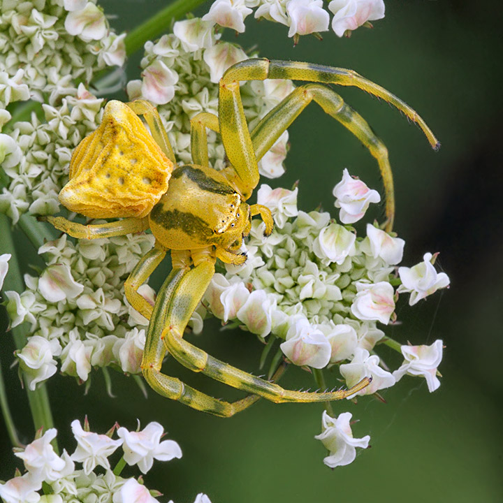 From Face2Face: Up & Composition!